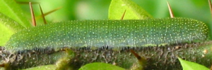 Final Larvae Side of Caper Gull - Cepora perimale scyllara
